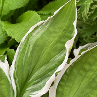 Hosta 'Twist of Lime'